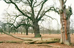 Rotten: OAK - and dead Oaks