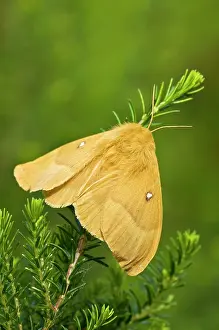 Lasiocampa: Oak Eggar - female on heather