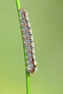 Lasiocampa: Oak eggar (Lasiocampa quercus), caterpillar, Burgenland