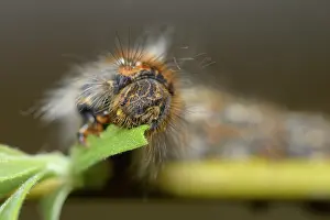 Lasiocampidae: Oak Eggar (Lasiocampa quercus)