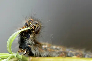 Lasiocampidae: Oak Eggar (Lasiocampa quercus)