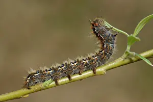 Lasiocampidae: Oak Eggar (Lasiocampa quercus)