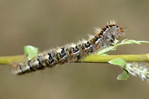 Lasiocampidae: Oak Eggar (Lasiocampa quercus)