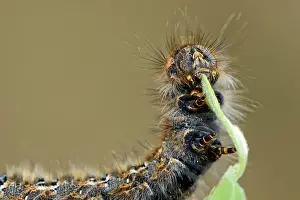 Lasiocampidae: Oak Eggar (Lasiocampa quercus)