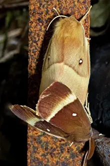 Lasiocampa: Oak Eggar Moth