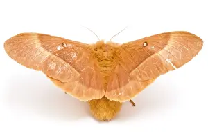Lasiocampa: Oak Eggar Moth