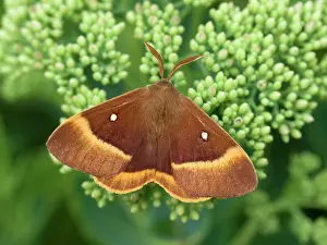 Geoff Du Feu: Oak Eggar Moth