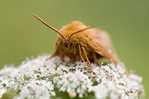 Lasiocampa: Oak Eggar Moth - on flower