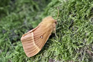 Lasiocampa: Oak Eggar Moth, Norfolk UK
