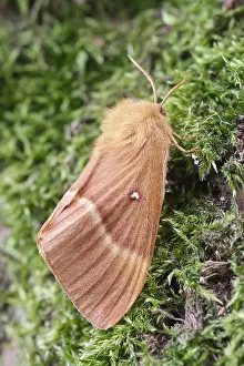 250417: Oak Eggar Moth, Norfolk UK