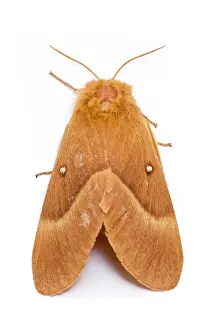 Lasiocampa: Oak Eggar Moth - portrait on white background