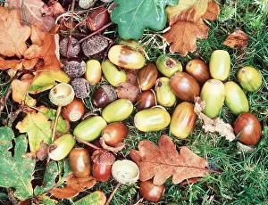 Acorns: OAK - Fallen acorns