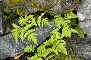 Dryopteris: Oak fern