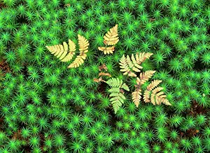 Commune: Oak Fern - colourful turned oak fern growing amidst