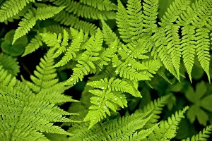 Shady: Oak Fern - in shady woodland