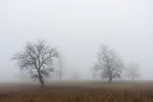 Mystical: Oak forest in fog in autumn