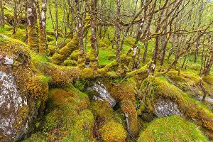 Thickly: Oak Forest - lush thickly with moss covered oak