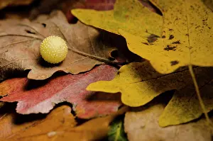 Terebrantia: Oak gall due to Cynips, Bourgogne - France