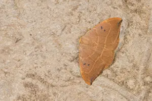 020821: Oak Hook-tip (Watsonalla binaria) perched on wall