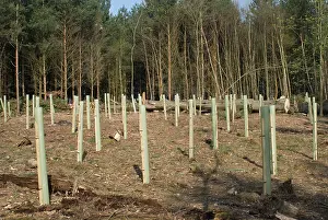 Hornbeam: Oak and Hornbeam Tree Seedlings - In tree shelters