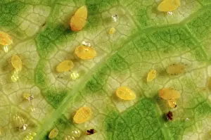 Chlorosis: Oak leaf phylloxera damage