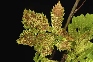 Chlorosis: Oak leaf phylloxera damage