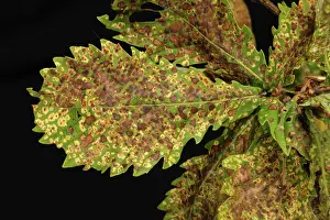 Chlorosis: Oak leaf phylloxera damage