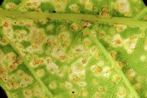 Chlorosis: Oak leaf phylloxera damage
