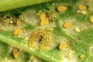 Chlorosis: Oak leaf phylloxera damage