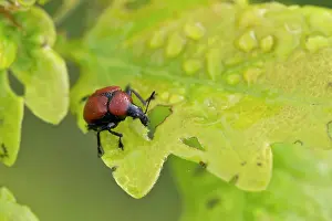 Nitens: Oak leaf-roller weevil (Attelabus nitens) on Oak