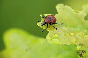 Nitens: Oak leaf-roller weevil (Attelabus nitens) on Oak