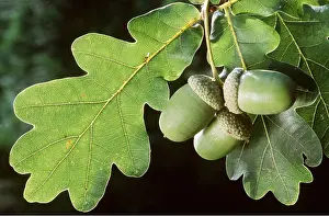 Acorn: OAK - leaves and acorns close-up