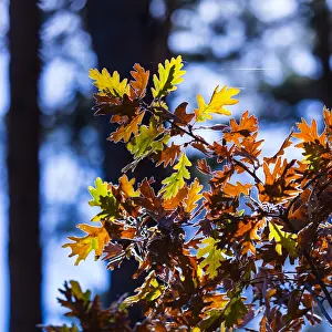 Glaciares: Oak leaves in autumn, Parque Natural Laguna Negra