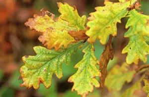 Changing: Oak - leaves changing colour