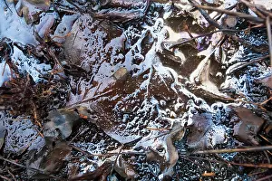 Esdorp: Oak leaves in seepage water