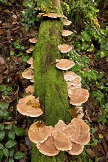 Toadstools: Oak Mazegill fungi