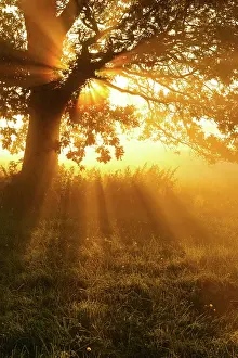 Break: Oak in the morning mist in a meadow with dew, sunrise
