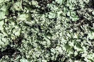 Lichens: Oak Moss close up