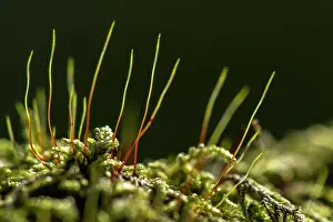 Filaments: Oak Moss / Oakmoss Lichen filaments close up