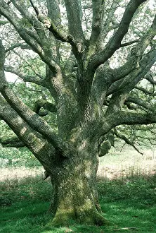 Oaks: OAK - old pollards