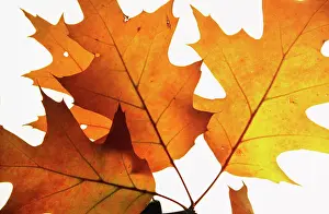 Vein: Oak, Pin oak, Quercus palustris, Gold subject