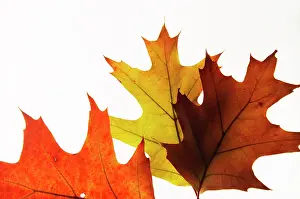 Vein: Oak, Pin oak, Quercus palustris, Orange subject