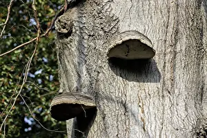 Polypore: Oak Polypore