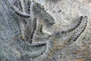 Processionary: Oak Processionary - caterpillars