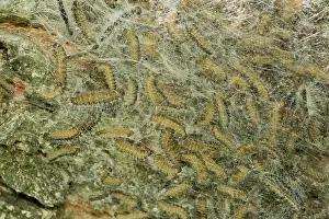 Processionary: Oak Processionary Moth caterpillar nest on Oak Tree