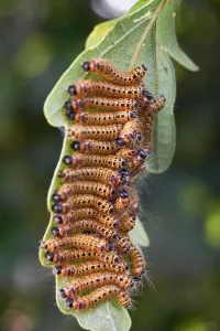 Larva: Oak processionary moth on leaf