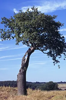 Deforesting: Oak