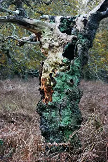 Destroy: Oak