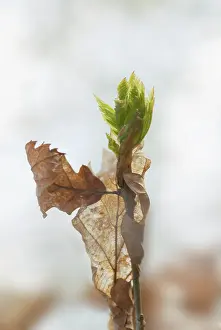 Layers: Oak