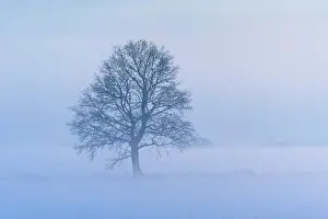 Bare: Oak ( Quercus) in foggy, winterly landscape, tree